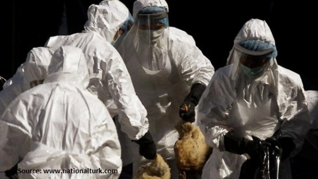 Beijing culls over 500 fowl