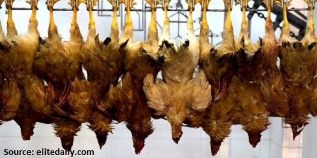 Chicken sales drop $2.1 billion