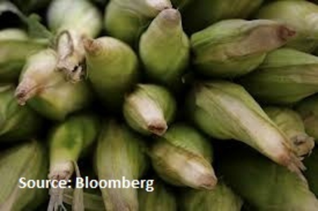 Corn delivery in China drops