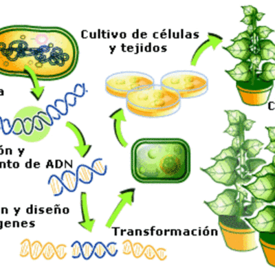Timeline: Historia de las semillas transgenicas
