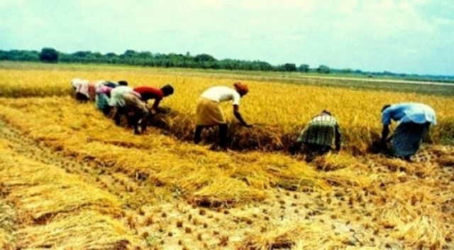 Semillas de arroz en la India