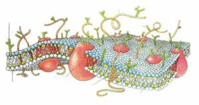Discovery of Penicillin