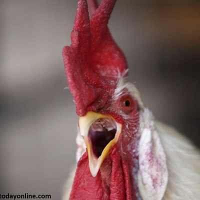 Timeline: China's Economy Skewed By Killer Virus