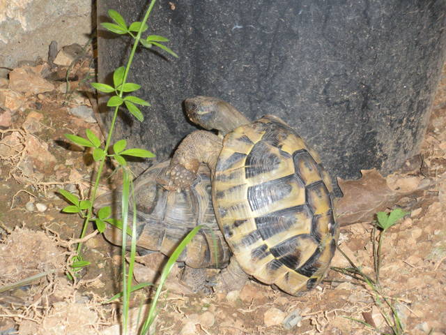 Turtle Man Show, le nouveau film de Nicolai Rouxov Chpilberg