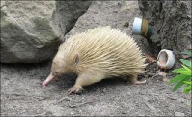 Discovery Echidna
