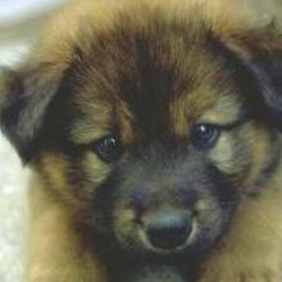 Timeline: yeshashwini's American Revolutionary War