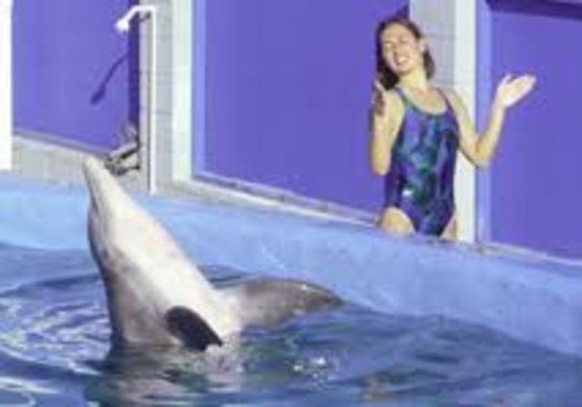 dolphin mimicry