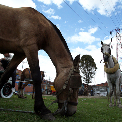 Timeline: Proceso de sustitución