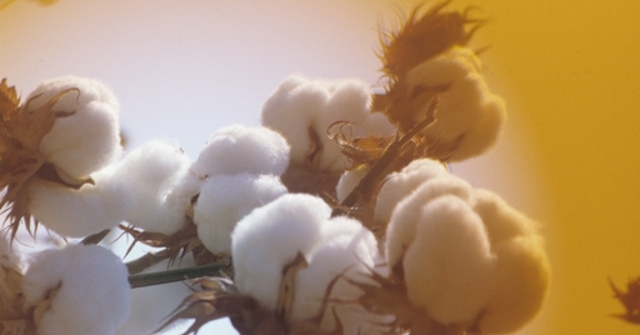 Monsanto en la India