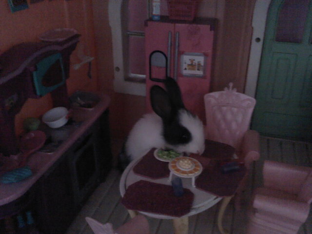 Me regalaron a mi mascota Toto