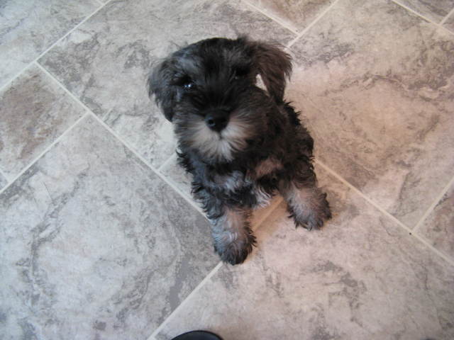 We get my dog, Jasmine