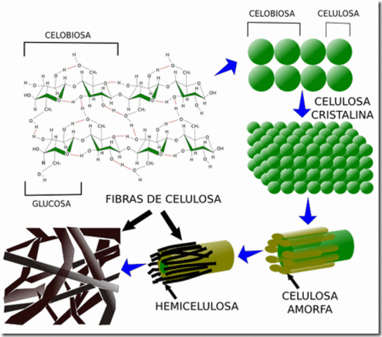 historia de la quitina