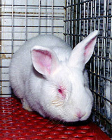 Start of the Draize Eye Test