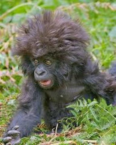 S.O.S Gorilas Capitulo 13