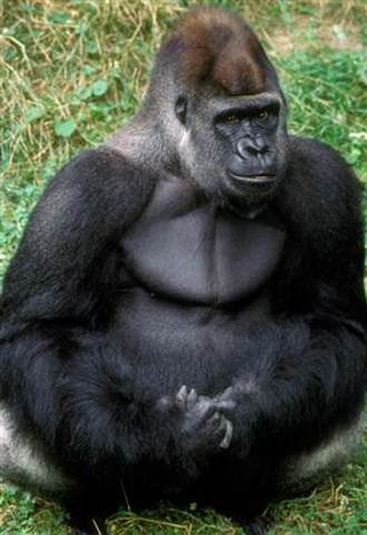 S.O.S Gorilas Capitulo 14