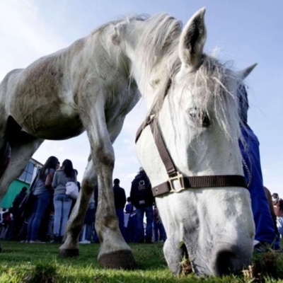 Timeline: NOTICIAS DE LA SUSTITUCIÓN