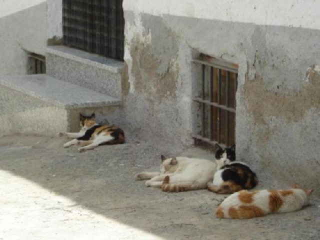 Gatos Callejeros