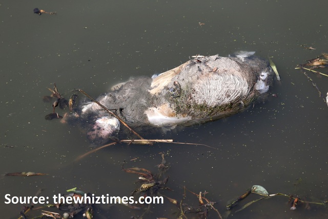 No link between Shanghai's dead pig and H7N9