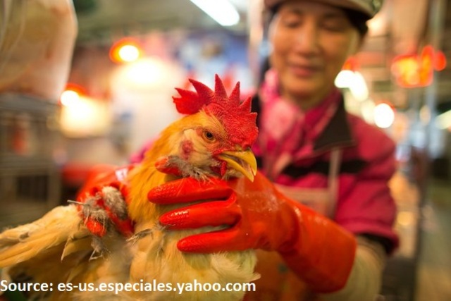 Consumers advised not to buy fresh chicken