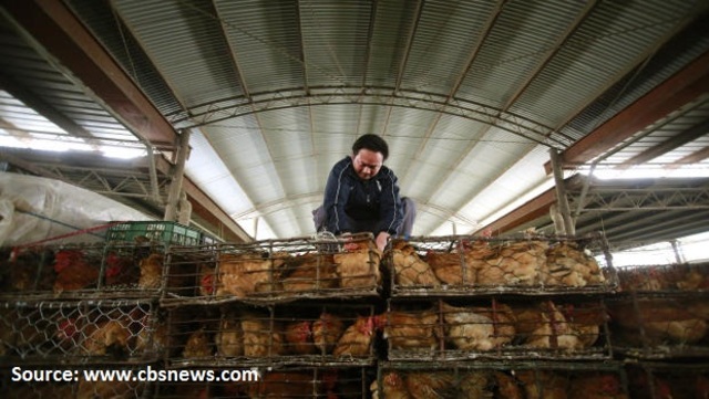 New cases of bird flu reported