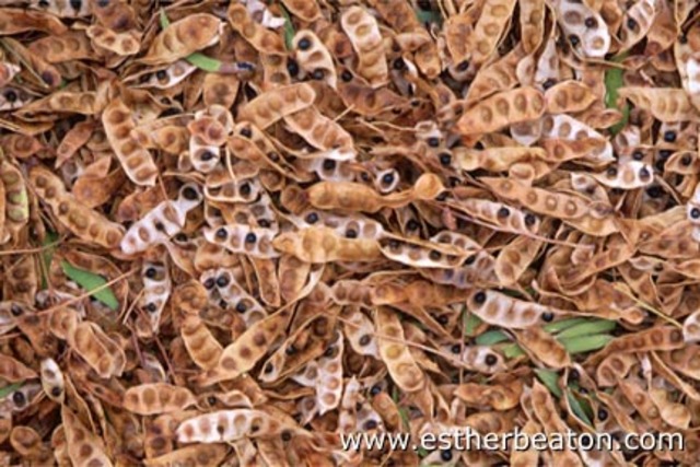 Before the first white people