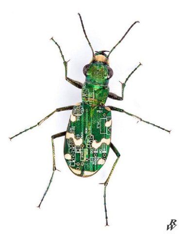 computer Bug