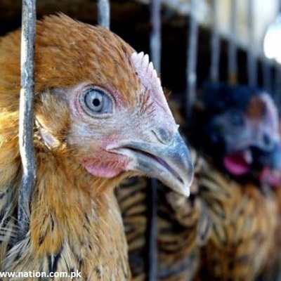 Timeline: Chronicles Of H7N9 In China