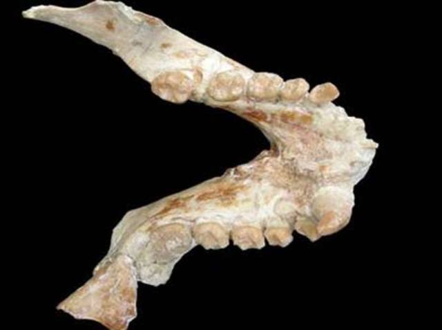 Pliopithecus