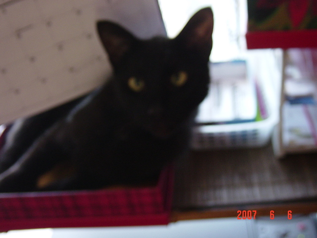 Transfer back to public shools