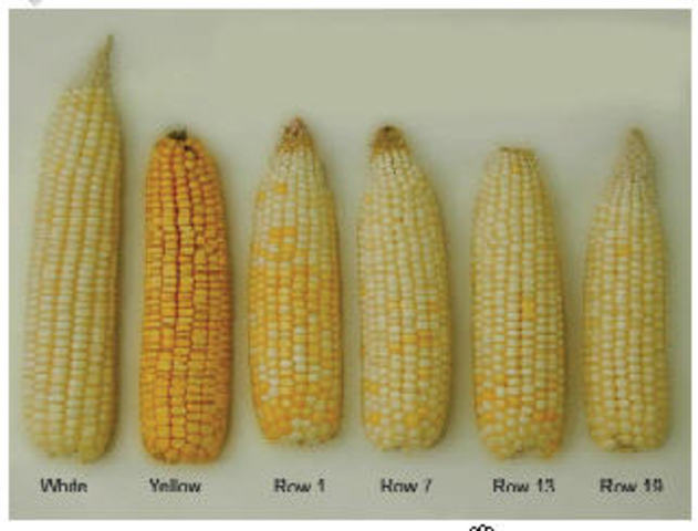 Cross- fertilization in corn is discovered.