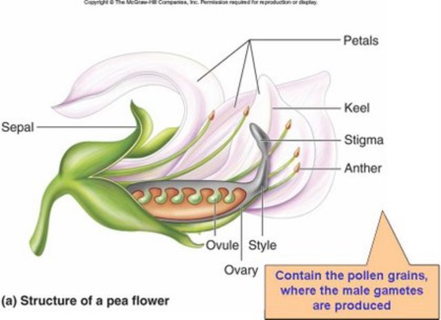 In the USA, William James Beal devolps the first clinically-controlled crosses of corn in search of higher yields.