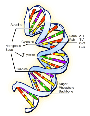 DNA is isolated for the first time.
