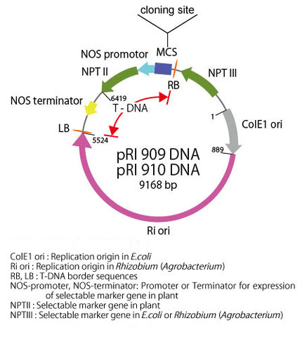 A single gene from Arabidopsis is inserted into tomato plants to create the first crop able to grow in salty water and soil.