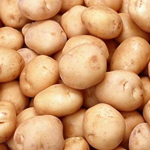 Genes are added to patatoes to make them have more protein
