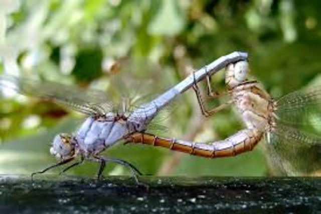 summer of dragon flies