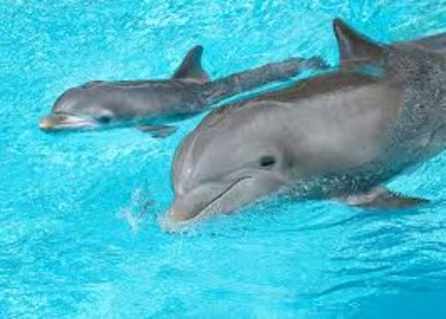 Baby Dolphins