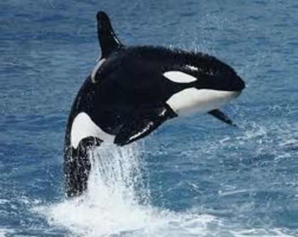 Baby Killer Whale