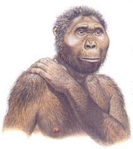 AUSTROPITECUS BOISEI