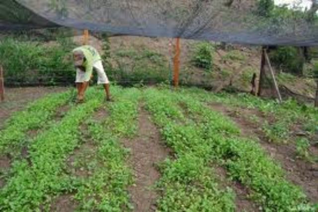 Capitalismo Primitivo