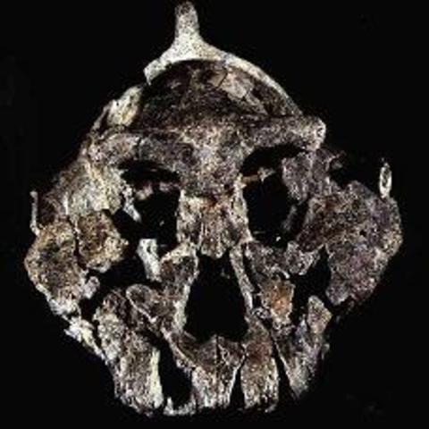 Paranthropus Aethiopicus