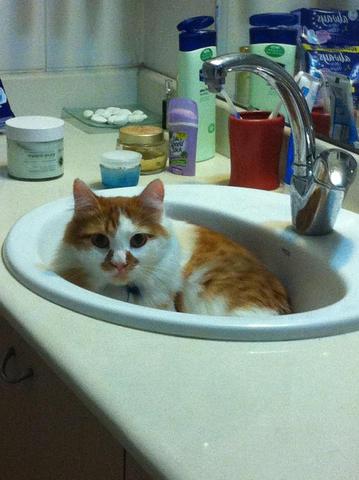 בני מגלה את הכיור