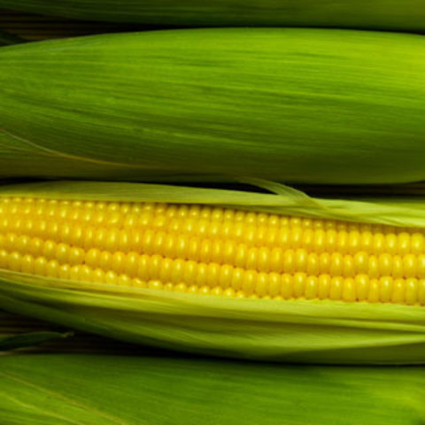 An Australian report says that GM crops can be grown and marked with conventional crops without causing any harm