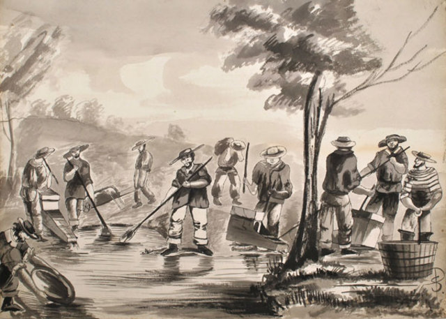 What the Gold Fields Look like