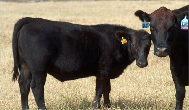 Many of our food become cloned