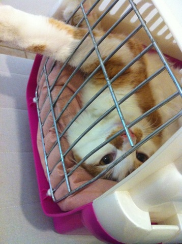 בני מצטרף לדירתנו בגבעתיים