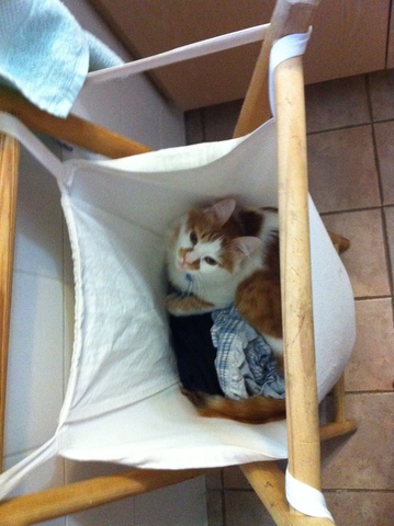 בני מגלה את הסל כביסה