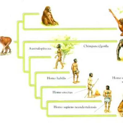 Timeline: Teoria de la evolucion