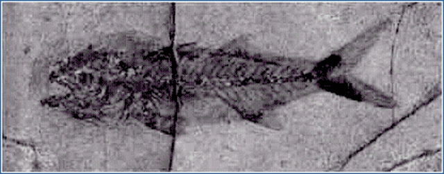 500- 545 millions of years ago