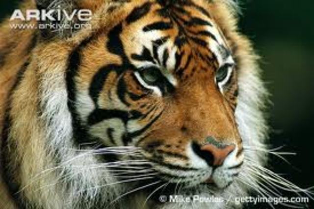 TIGER Iniciative