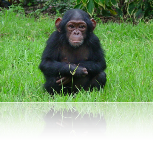 Illegal to Kill Apes